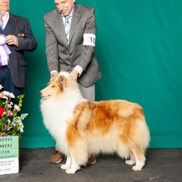 Andie - Collie