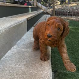 Goldendoodle Puppies from Lundee Doodles