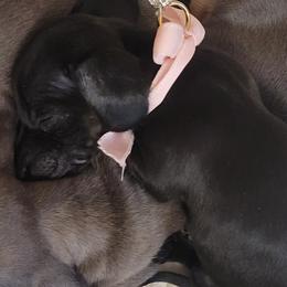 Dachshund Puppies from Bridge Creek Dachshunds