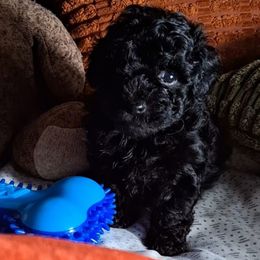 Ashanti - Black female Shihpoo puppy in Macon, Georgia from Shipoo Lane