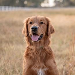 Artie - Golden Retriever
