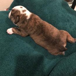 Girl 1 - Red brindle and white female Bulldog puppy in Laurel, Montana from Bull Mountain Bulldogs