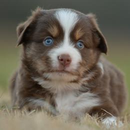 Herb - Red tri male Toy Australian Shepherd puppy in Hartman, Arkansas from Southern Edition Aussies