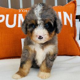 Clover - Tri-color female Bernedoodle puppy in Auburn, Indiana from Martin’s Doodles