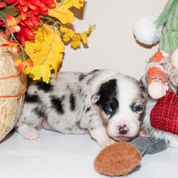 Autumn - Blue merle female Miniature Australian Shepherd puppy in Oakland, Maryland from Yarborough Kennels