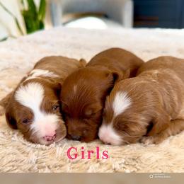 Girl 2 - Red  female Goldendoodle puppy in Glendale, Arizona from Follow Your Bliss Doodles