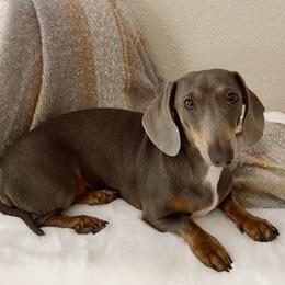 Lola - Dachshund