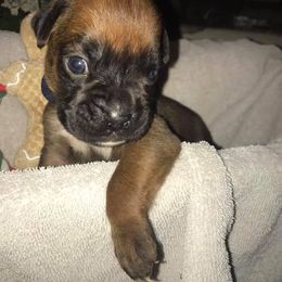 Boxer Puppies from Vom Waterfalls