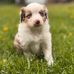 Daisy - Red merle female Miniature Australian Shepherd puppy in Athol, Idaho from Northern Aussies