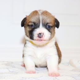 AKC Yellow ID Girl - Red female Pembroke Welsh Corgi puppy in Ash Flat, Arkansas from Arkansas Corgis