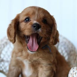 Thyme - Red male Cavapoo puppy in Springtown, Texas from North Texas Puppies