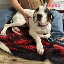 Julep - Black and white female Great Dane puppy in Gonzales, Louisiana from Anstatt House Of Danes