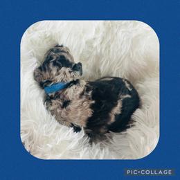 Mr. Dark Blue - Blue merle male Aussiedoodle puppy in Taylor, Missouri from Pawsitively Doodles