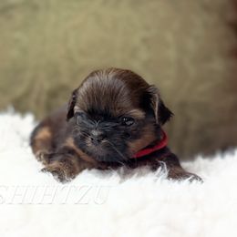 Princess C - Red female Shih Tzu puppy in Xenia, Ohio from Crown & Tress Shih Tzu