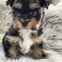 "Past puppy " Maltese and Yorkshire Terrier Puppies from Precious Paws Maltese and Yorkies