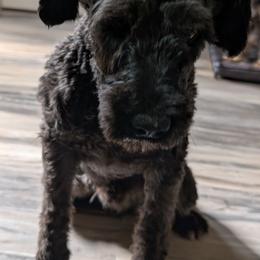 Ajax - Black male Miniature Schnauzer puppy in Cumming, Georgia from Bella Pups LLC