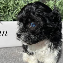 Shichons from Tennessee Teddy Bears KO