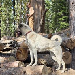 Kangal puppies from VSH Kangal Dogs & Central Asian Shepards/Alabai