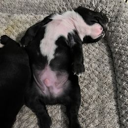 Boston Terrier Puppies from Lake Forest Bostons