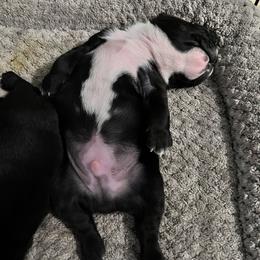 Boston Terrier Puppies from Lake Forest Bostons