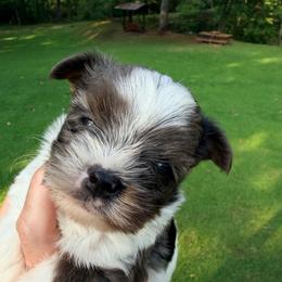 Marco - Blue and gold male Yorkshire Terrier puppy in Centre, Alabama from Sassy Yorkie , miniature schnauzer , Maltese Love of Alabama