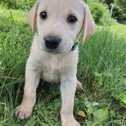Boy 5 - Yellow male Labrador Retriever puppy in Potosi, Wisconsin from Point and Flush Gun Dogs