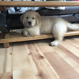 Golden Retriever and Labrador Retriever Puppies from Emerald Knoll