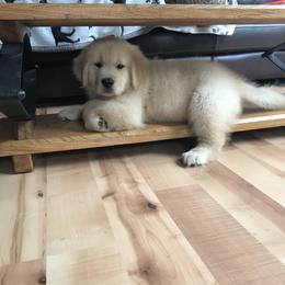 Golden Retriever and Labrador Retriever Puppies from Emerald Knoll
