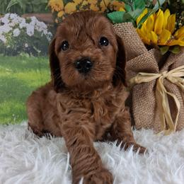 Churro F1b - Red male Cavapoo puppy in Centerton, Arkansas from Velvet Paws Cavapoos