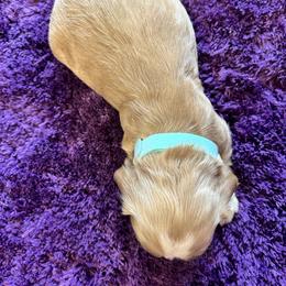 Blue - Buff male Cocker Spaniel puppy in Philpot, Kentucky from Country Cockers