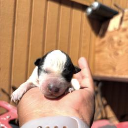 Australian Cattle Dog Puppies from Shante Tully