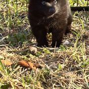 Schipperke Puppies from Expedition Schipperkes