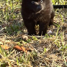 Schipperke Puppies from Expedition Schipperkes