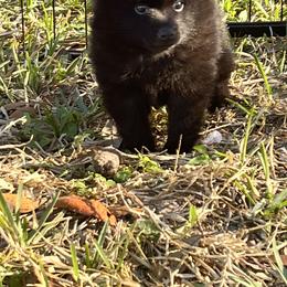 Schipperke Puppies from Expedition Schipperkes