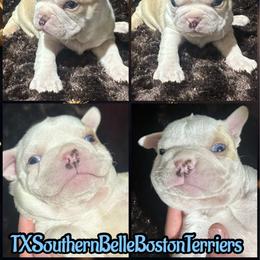 Valor - Seal brindle and white male Boston Terrier puppy in Brazos Point, Texas from TX Southern Belle Bostons