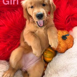 Golden Retriever Puppies from American True Golden retriever