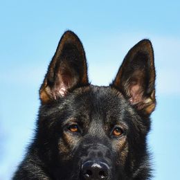 German Shepherds from Teena Roth's German Shepherds