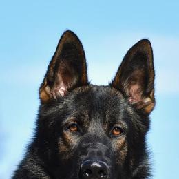 German Shepherds from Teena Roth's German Shepherds