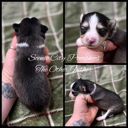 The Other Father - Black and white male Pomsky puppy in Rossville, Georgia from Scenic City Pomskies