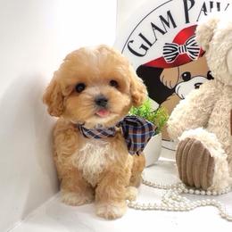 Scar - Apricot male Maltipoo puppy in Spring, Texas from GlamPaw Maltipoos