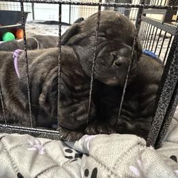 Cane Corso Puppies from CANE CORSO DI DROGHEDA