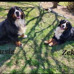 Bernese Mountain Dog puppies from Chestnut Hill Bernese Mountain Dogs