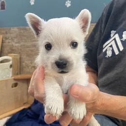 Blue boy - White male West Highland White Terrier puppy in Idabel, Oklahoma from Ravens Nest Westies
