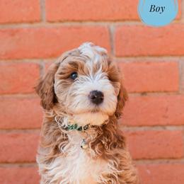 Aussiedoodle and Goldendoodle Puppies from Ever After Doodles Arizona