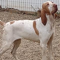 Bracco Italiano puppies from Bracco Dynasty