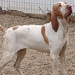 Bracco Italiano puppies from Bracco Dynasty