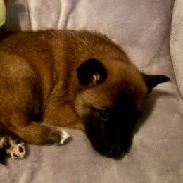 Belgian Malinois from Stargazer Kennels