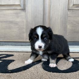 Bandit - Black tri male Miniature Australian Shepherd puppy in Happy, Texas from Happy Little Aussies