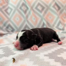 Nemean - Tri-color male Border Collie puppy in Grapeview, Washington from Athena’s Collies