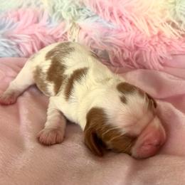 Tess - Blenheim female Cavalier King Charles Spaniel puppy in Columbus, Mississippi from Rocky Road Kennel
